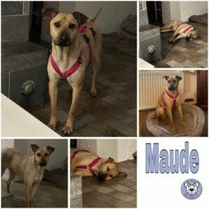 Maude (♀) in 99636 Ostramondra