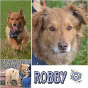 Robby (♂) in 38835 Osterwieck - vermittelt