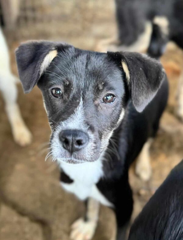 ESTELLA (♀) - geht als Zarteste im Kennel unter - auf PDR PS im PLZ Bezirk 95  - vermittelt