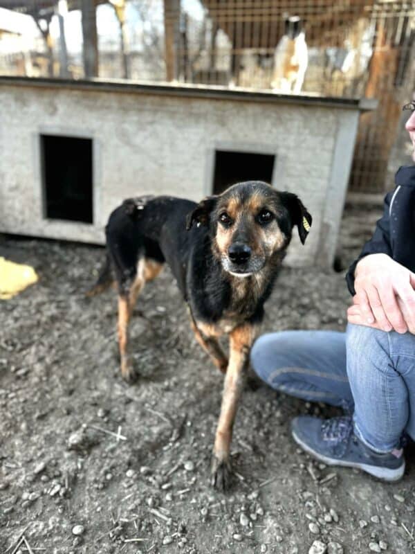 KENDA (♀) - Notfall: extrem dünn - ausgereist zur Tierhilfe Lebenswert – Bild 5