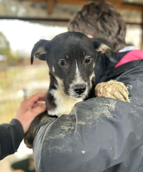 ESTELLA (♀) - geht als Zarteste im Kennel unter - auf PDR PS im PLZ Bezirk 95  - vermittelt – Bild 6