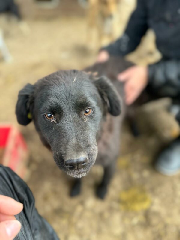 JUNO (♀) - ausgereist zur Tierhilfe Lebenswert – Bild 2