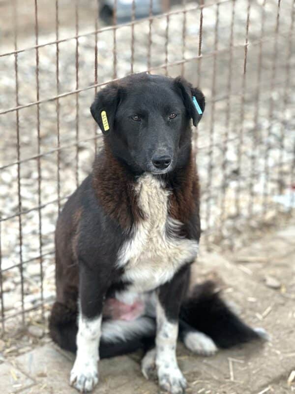 MAURA (♀) – Bild 2