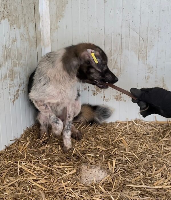 JACKY (♂) - Notfall - zu dünn, starke Hautprobleme - reserviert Tierhilfe Lebenswert DR - vermittelt – Bild 5