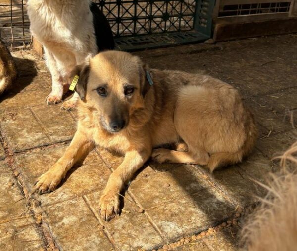 GRACIE (♀) - ausgereist zum TST – Bild 2