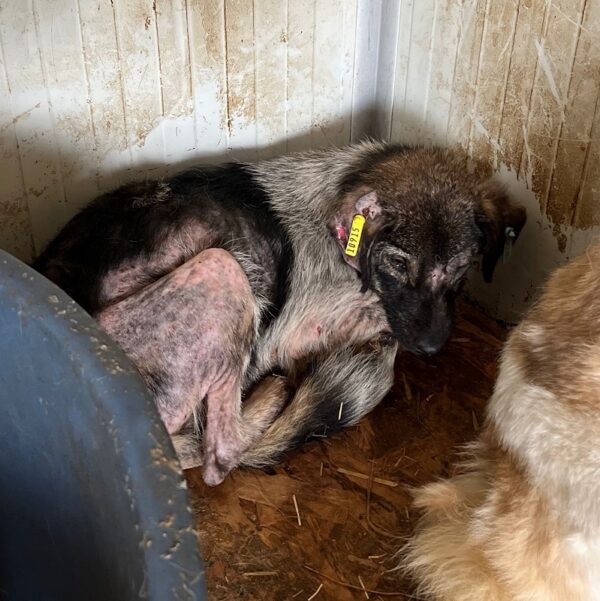 JACKY (♂) - Notfall - zu dünn, starke Hautprobleme - reserviert Tierhilfe Lebenswert DR - vermittelt – Bild 2