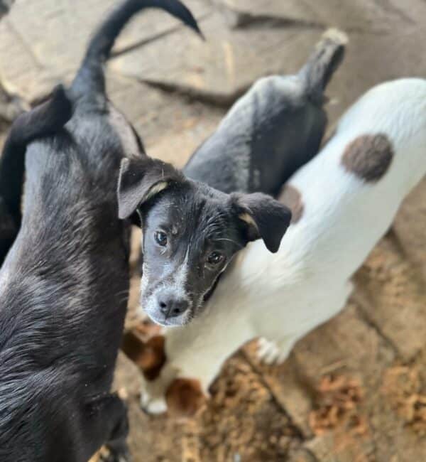 ESTELLA (♀) - geht als Zarteste im Kennel unter - auf PDR PS im PLZ Bezirk 95  - vermittelt – Bild 4