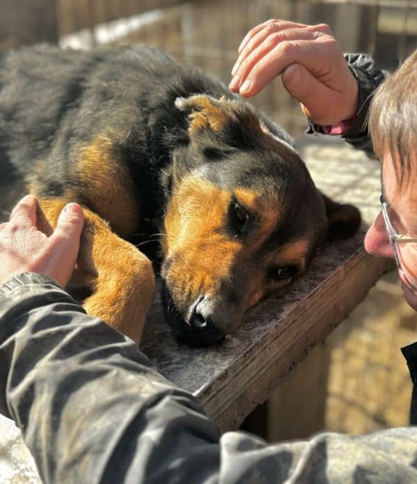 IUBITA (♀) - reserviert Tierhilfe Lebenswert DR - vermittelt