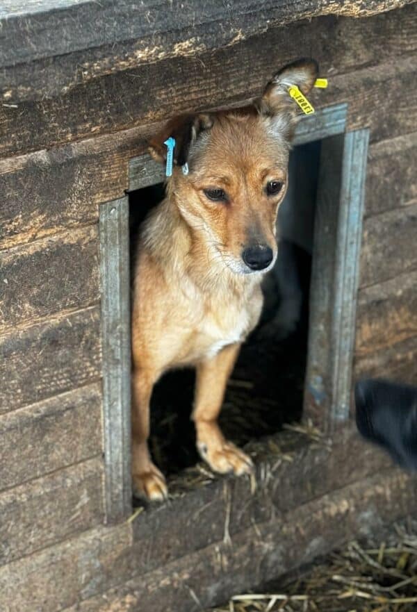 LINDIA (♀) - sehr dünn, gestresst im völlig überfüllten Kennel - ausgereist zu Vierbeiner in Not – Bild 4