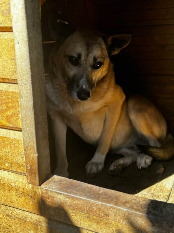 LILA (♀) – Bild 8