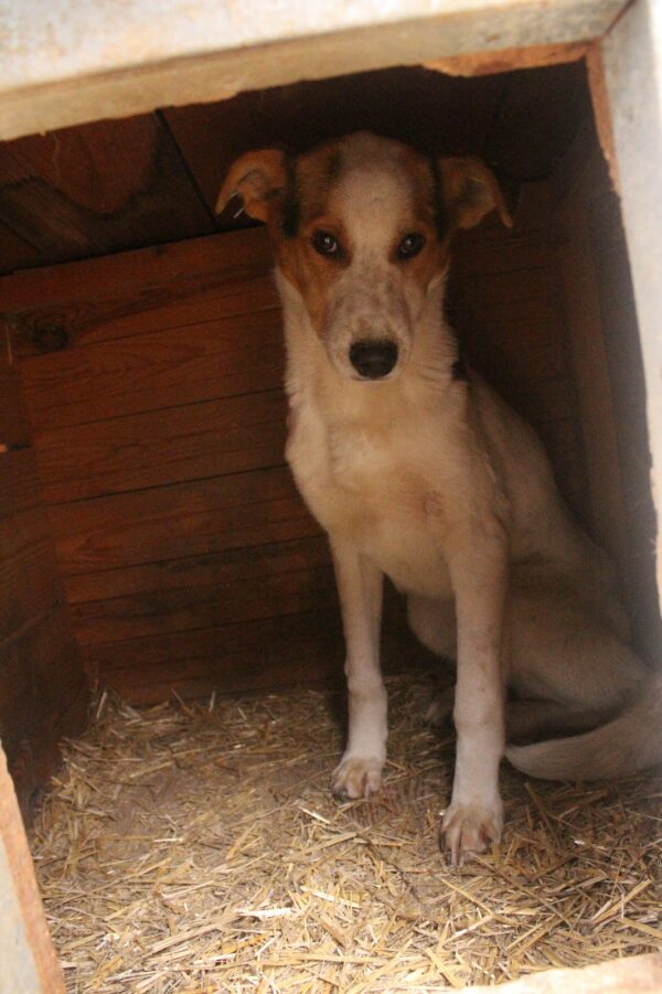 TIBBO (♂) – Bild 5