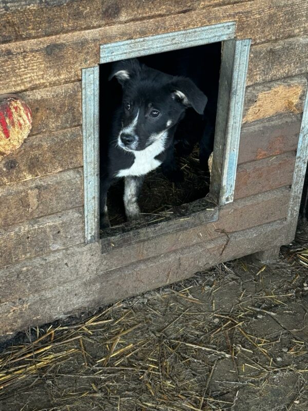 ESTELLA (♀) - geht als Zarteste im Kennel unter - auf PDR PS im PLZ Bezirk 95  - vermittelt – Bild 7