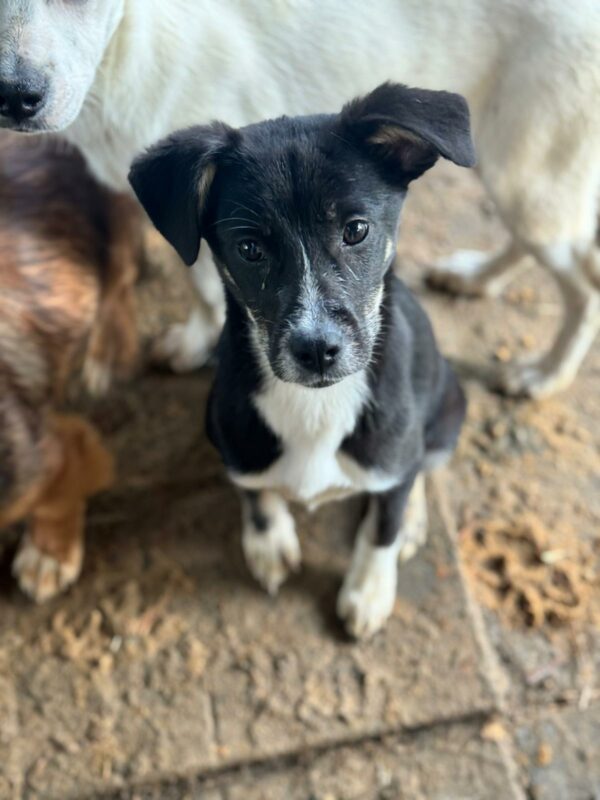ESTELLA (♀) - geht als Zarteste im Kennel unter - auf PDR PS im PLZ Bezirk 95  - vermittelt – Bild 3
