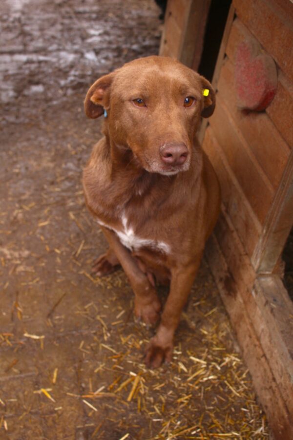 MAYLIEN (♀) - humpelt dauerhaft vorne rechts – Bild 6