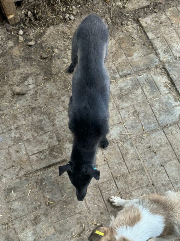 BINIE (♀) – Bild 8