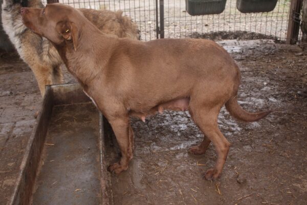 MAYLIEN (♀) - humpelt dauerhaft vorne rechts – Bild 8