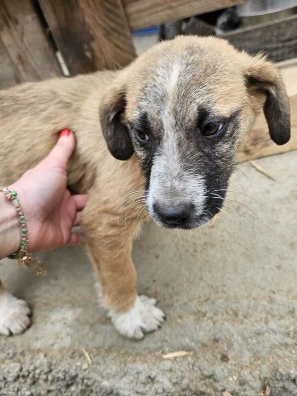 RANDY (♂) - sucht dringend einen Platz - ausgereist zur Hundescheune Fläming – Bild 15