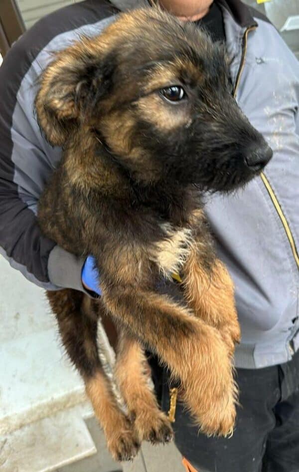 IDEFIX (♂) - ausgereist zum TH Lingen – Bild 6
