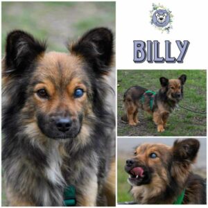 BILLY (♂) in 18311 Ribnitz Damgarten - vermittelt