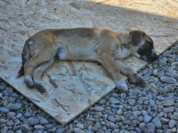 RANDY (♂) - sucht dringend einen Platz - ausgereist zur Hundescheune Fläming – Bild 6
