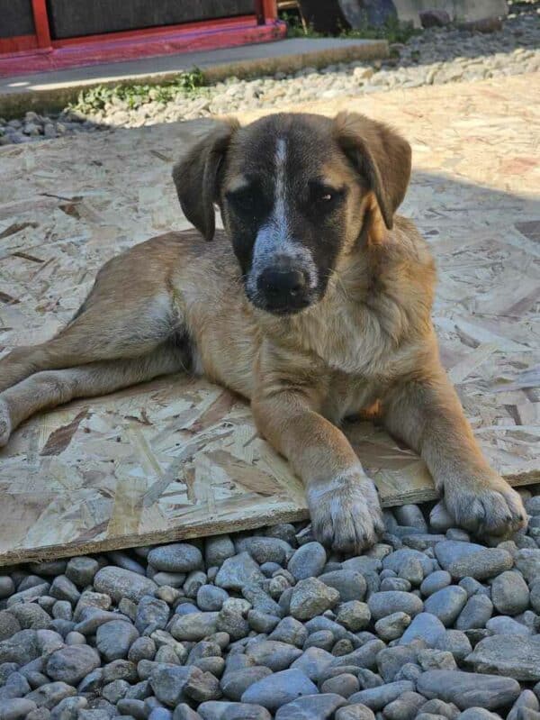 RANDY (♂) - sucht dringend einen Platz - ausgereist zur Hundescheune Fläming – Bild 7