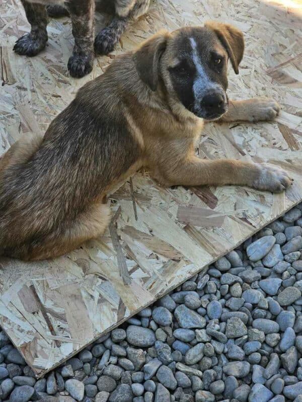 RANDY (♂) - sucht dringend einen Platz - ausgereist zur Hundescheune Fläming – Bild 4