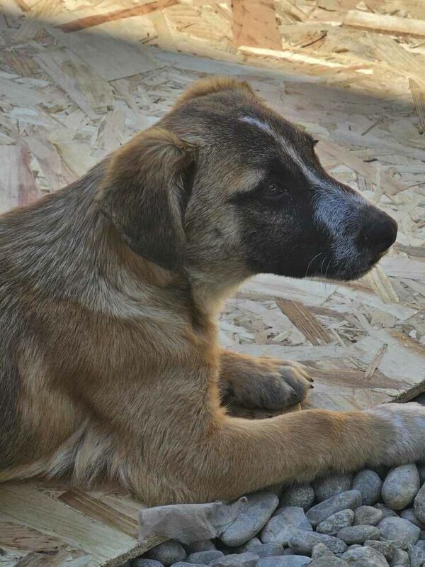 RANDY (♂) - sucht dringend einen Platz - ausgereist zur Hundescheune Fläming – Bild 9
