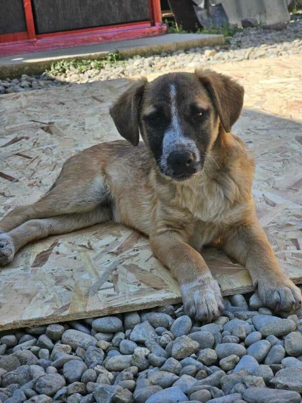 RANDY (♂) - sucht dringend einen Platz - ausgereist zur Hundescheune Fläming