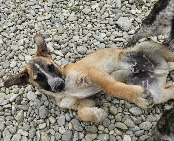 RANDY (♂) - sucht dringend einen Platz - ausgereist zur Hundescheune Fläming – Bild 2
