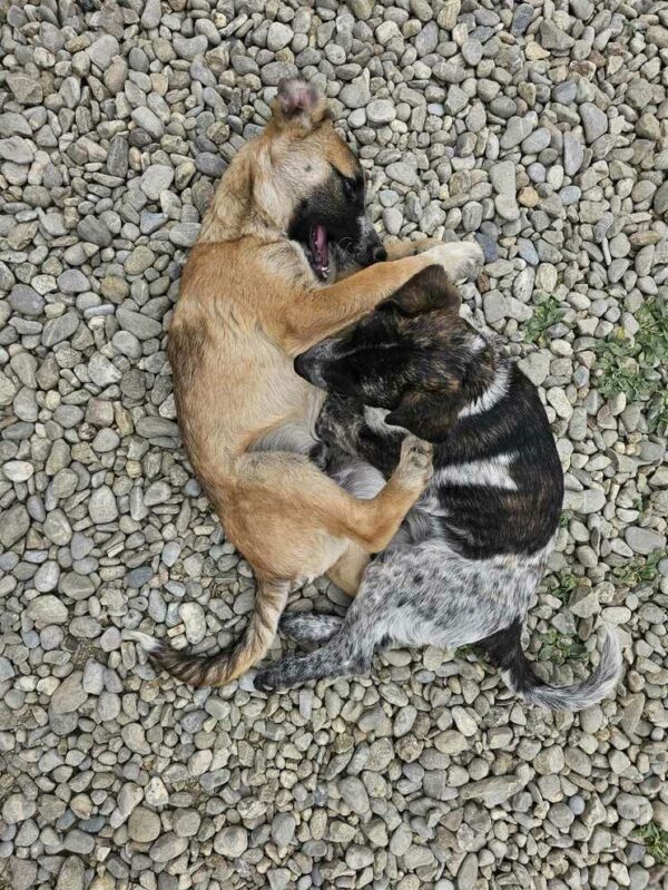 RANDY (♂) - sucht dringend einen Platz - ausgereist zur Hundescheune Fläming – Bild 10
