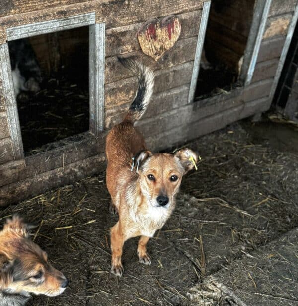 LINDIA (♀) - sehr dünn, gestresst im völlig überfüllten Kennel - ausgereist zu Vierbeiner in Not – Bild 5
