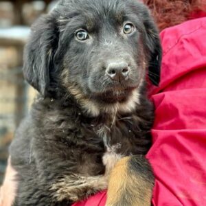 LORA (♀) - ausgereist zum Kinder- und Tierschutzhof Hahnenberg