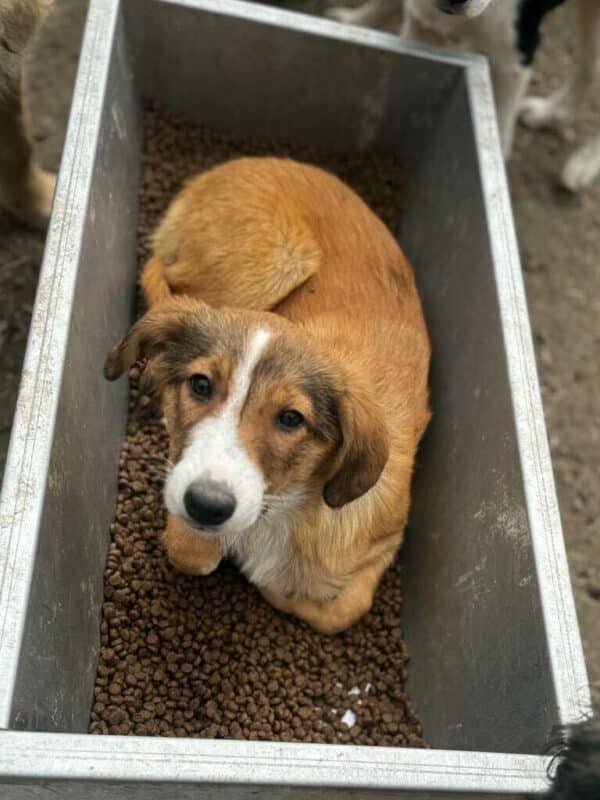 LORELEY (♀) - ausgereist zur Hundescheune Fläming – Bild 4