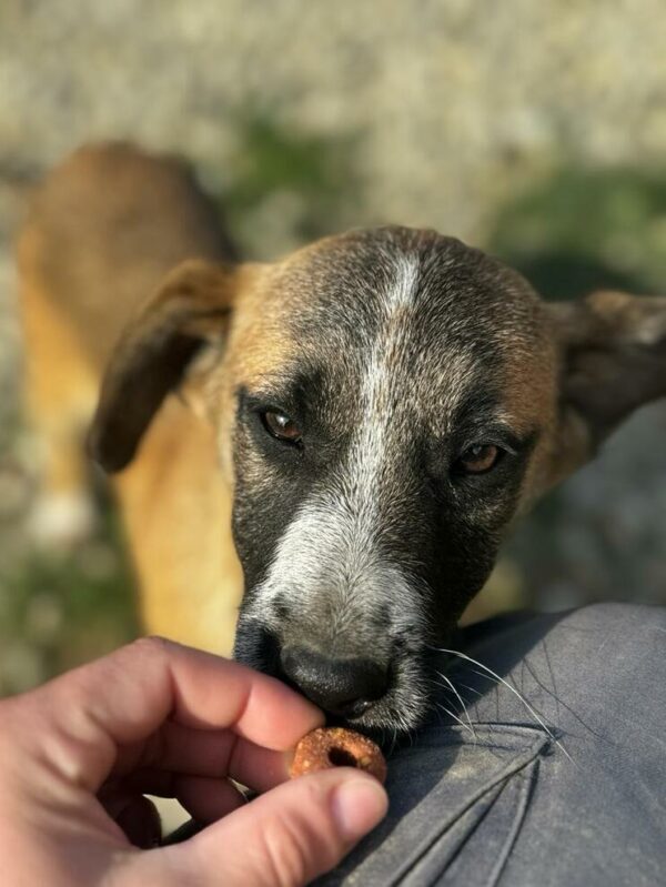 RANDY (♂) - sucht dringend einen Platz - ausgereist zur Hundescheune Fläming – Bild 13