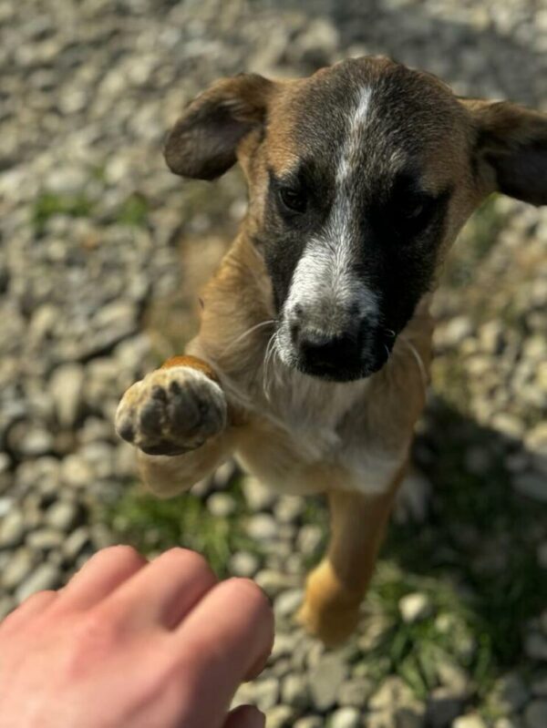 RANDY (♂) - sucht dringend einen Platz - ausgereist zur Hundescheune Fläming – Bild 11