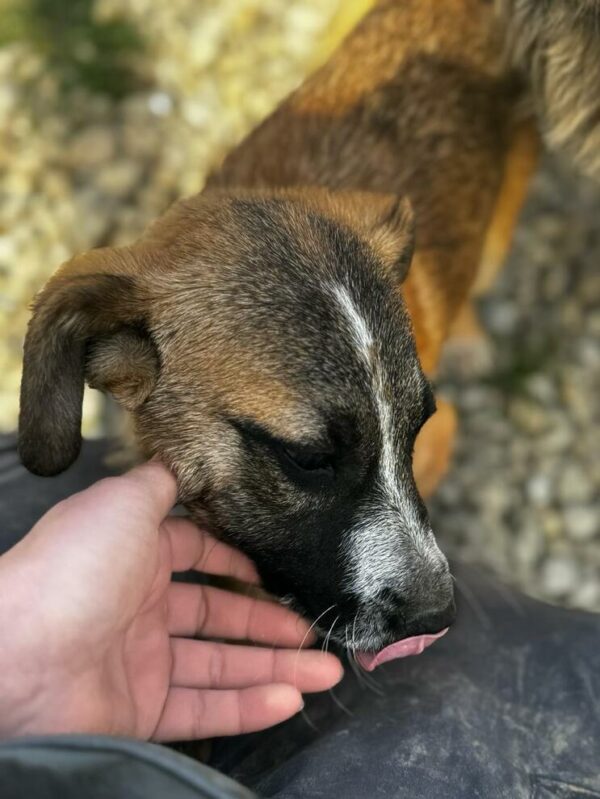 RANDY (♂) - sucht dringend einen Platz - ausgereist zur Hundescheune Fläming – Bild 12