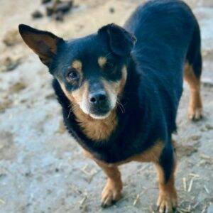 GISLAN (♂) - ausgereist zu Tiere in Not Odenwald  (PM)