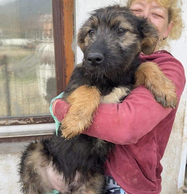 IDEFIX (♂) - ausgereist zum TH Lingen – Bild 4