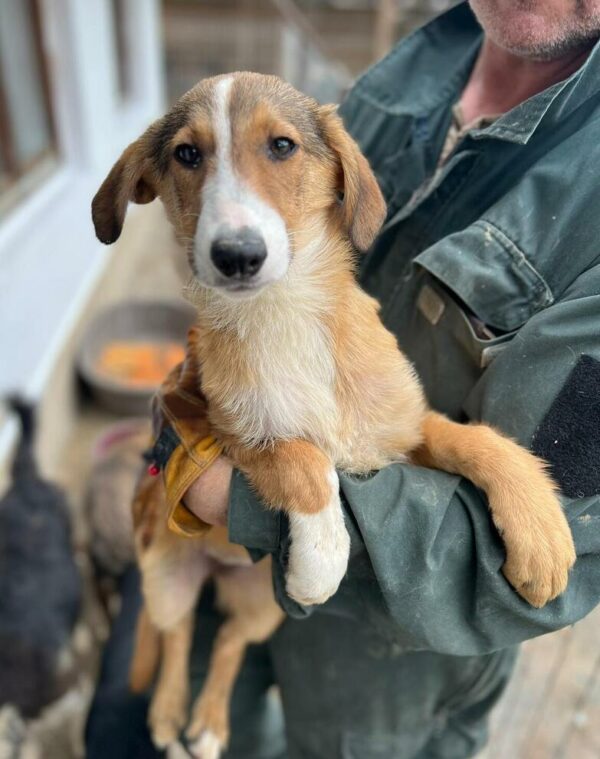 LORELEY (♀) - ausgereist zur Hundescheune Fläming – Bild 2
