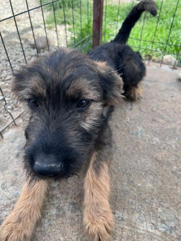 IDEFIX (♂) - ausgereist zum TH Lingen – Bild 2