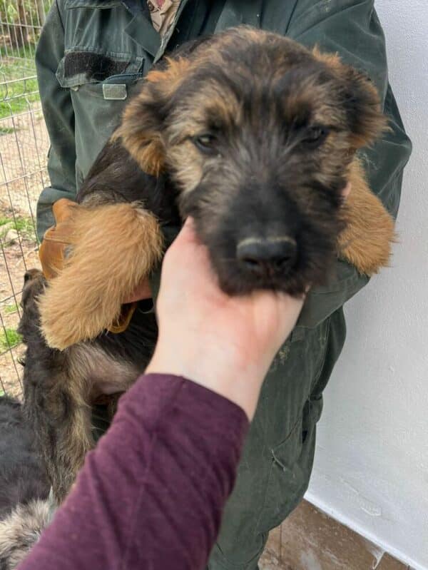 IDEFIX (♂) - ausgereist zum TH Lingen – Bild 3