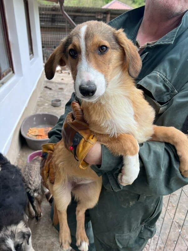 LORELEY (♀) - ausgereist zur Hundescheune Fläming – Bild 3