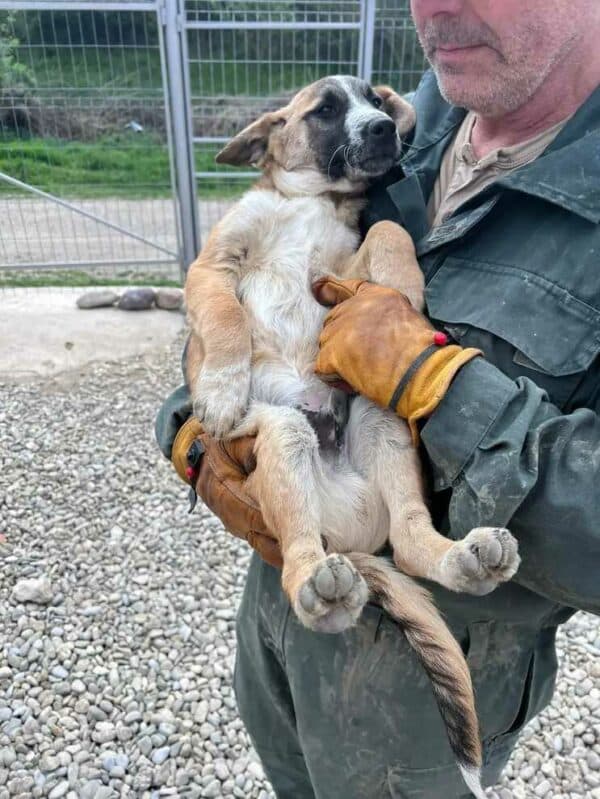 RANDY (♂) - sucht dringend einen Platz - ausgereist zur Hundescheune Fläming – Bild 5