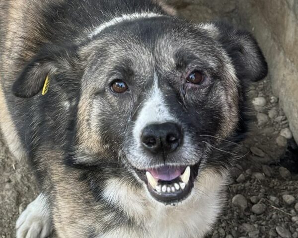 SKIPPER (♂) - Notfall, kommt nicht gut zurecht - ausgereist zu Tiere brauchen Freunde – Bild 14