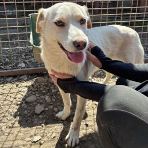 NADIRAH (♀) - ausgereist zur Tierhilfe Lebenswert DR 27.06.25