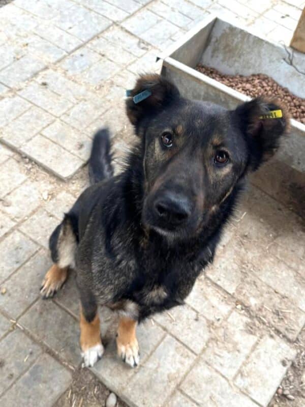 HACHIKO (♂) - vermittelt MH – Bild 2