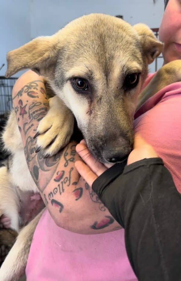 JANET (♀) - reserviert Tierhilfe Lebenswert DR - vermittelt – Bild 2