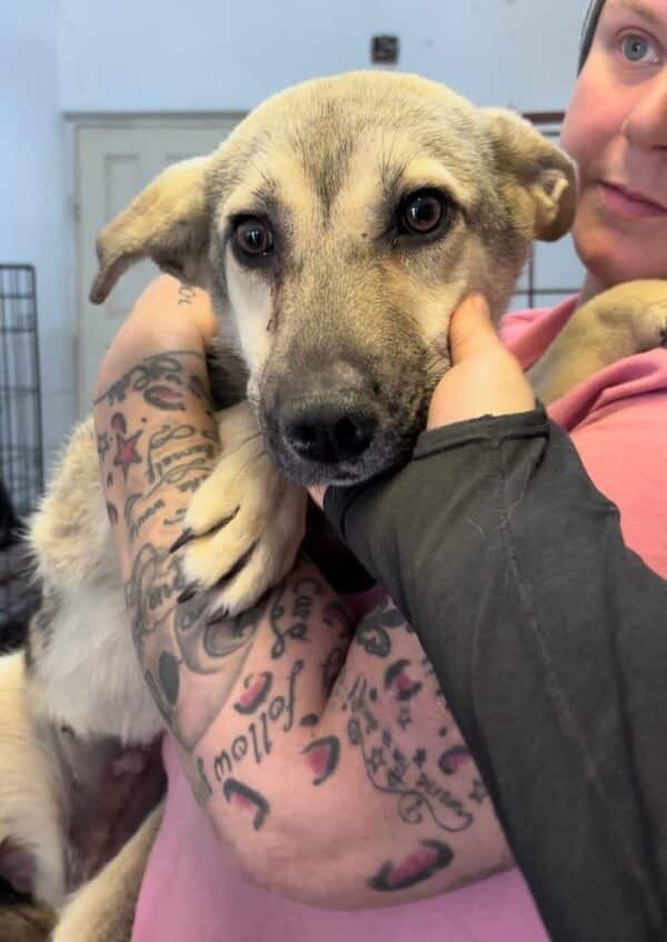 JANET (♀) - reserviert Tierhilfe Lebenswert DR - vermittelt – Bild 3