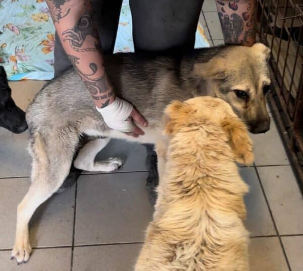 JANET (♀) - reserviert Tierhilfe Lebenswert DR - vermittelt – Bild 4