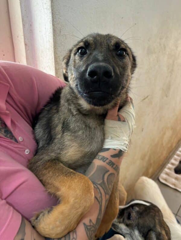 TINY (♂) - ausgereist zur Tierhilfe Lebenswert DR 27.06.25 – Bild 5